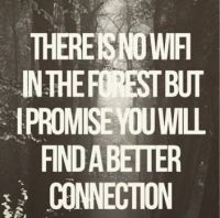 Forest Connection