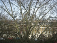 Paddington Trees