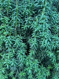 a bush