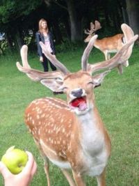 Rudolph Living It Up