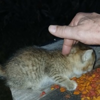 meet braveheart