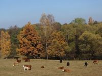 Autumnal pasture