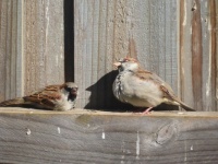 Just two sparrows