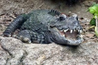 San Diego Zoo - Chinese Dwarf Crocodile