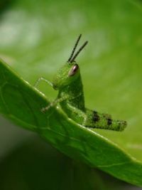 A tiny Grasshopper.. 