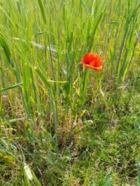 Korn und Blume