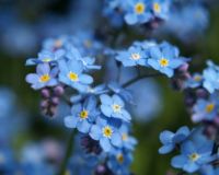 Forget Me Not Flowers (Mar17P06)