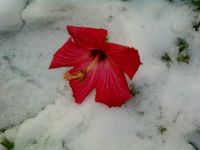 Flower from Texas