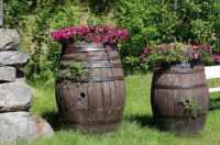 Flowers in old barrels