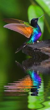magnificent hummingbird