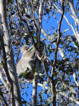 Koala, Phascolarctus cinereus, Phascolarctidae, August 2014