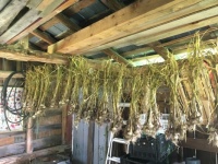 Curing garlic in the shed