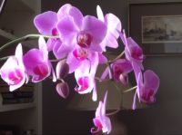 My orchid
