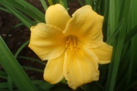 First of the day lilies