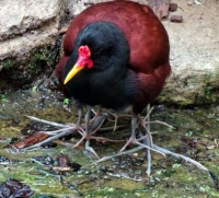 San Diego Zoo - Wattled Jacana - Dad with Babies under Wings
