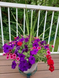 Flowers on my deck