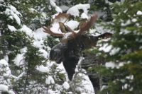 Bull Moose in the snow