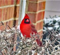 Cardinal in Bush
