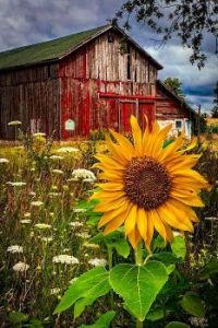 THE sunflower of the day