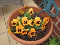 Pot of pansies