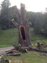 Screaming tree! (large)
