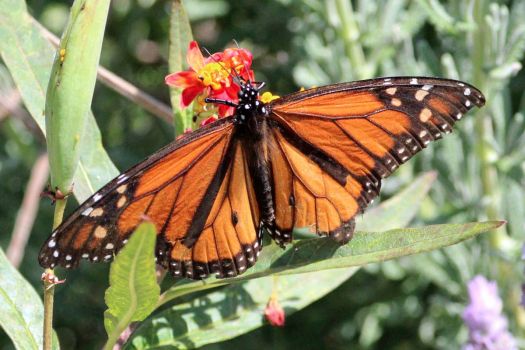 Solve Monarch Butterfly on Tropical Milkweed, San Dieguito County Park ...