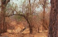 Find the giraffe. Caters News Agency
