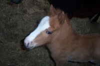 Miniature Horse Four Hours Old!