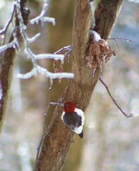 T4i 2-19-2015- red headed woodpecker