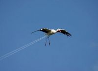WRITE  A CAPTION - HIGH SPEED STORK DELIVERY