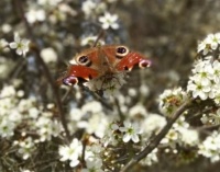 Peacock butterfly