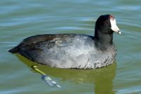 Another Coot