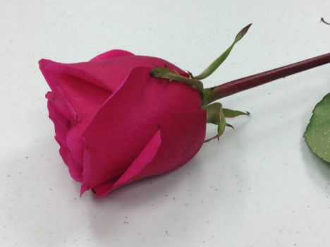 1 Red Rose