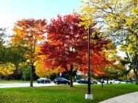 Awesome Autumn in Evanston, IL8