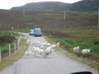Traffic jam in the Scottish Highlands.