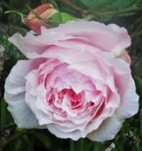 Wedgwood Rose - May - Devon