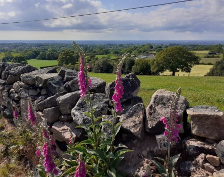 Wild foxgloves and dry stone wall