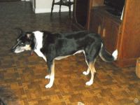 My pretty, too smart for her own good, girl Diva. She is a smooth coat Border Collie (not 100%).