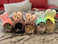 5 little bunnies in their Easter bonnets