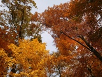 Fall colors in Kentucky