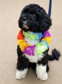 A portuguese water dog gift to the Obama Girls from Sen Edward Kennedy
