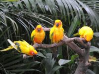 Singapore_Parrots