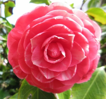 My Camellia