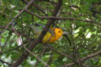 Prothonotary Warbler IMG_1868