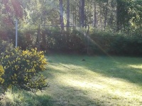 Little rabbit in the grass