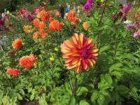Dahlias at the Coastal Maine Botanical Gardens