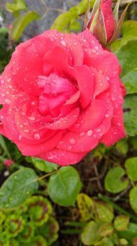 raindrops on red rose