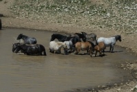 CLOUD'S  FAMILY   AT THE WATER HOLE