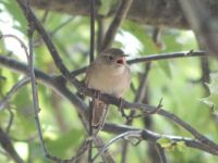 House Wren