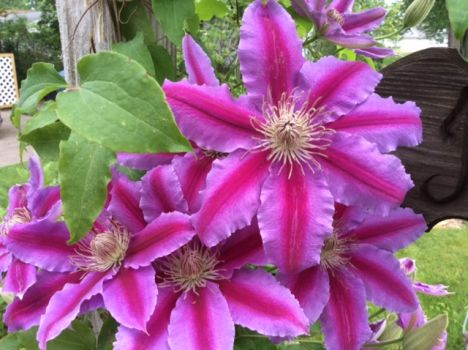 Dr. Rupple Clematis